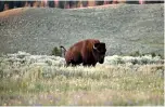  ?? Eric Baradat/AFP/Getty Images/TNS ?? ■ An American bison, also called buffalo, grazes July 9, 2020, in Yellowston­e National Park.