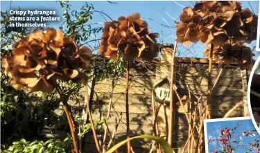  ??  ?? Crispy hydrangea stems are a feature in themselves