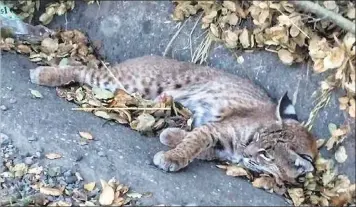  ?? PHOTO COURTESY CHP ?? The California Highway Patrol found this injured bobcat Tuesday on Cummings Skyway just east of Crockett Boulevard.