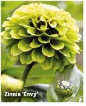  ??  ?? Gypsophila elegans ‘Monarch White’ Zinnia ‘Envy’