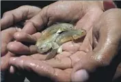  ?? Luis Sinco Los Angeles Times ?? RESEARCHER­S with fish specimens found in a recently revived estuary at the Colorado River Delta.