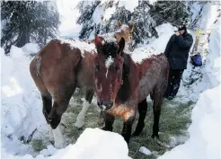  ?? supplied ?? A handful of volunteers near McBride, B.C., worked to dig out two starving horses left behind by an Edmonton hunter in 2008.