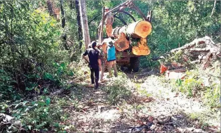  ?? PREY LANG COMMUNITY NETWORK ?? Timber being transporte­d in Prey Lang Forest in Siem Bok district, Stung Treng province last month. PLCN published a report on January 7 highlighti­ng the ‘concerning rate’ at which logging continues in Prey Lang Forest.