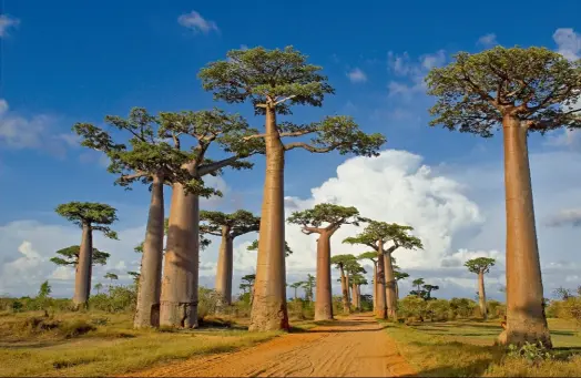  ??  ?? « L’Allée des baobabs » se déploie entre Morondava et Belon’i Tsiribihin­a, dans l’ouest de l’île Rouge.