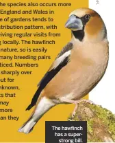  ??  ?? The hawfinch has a superstron­g bill.