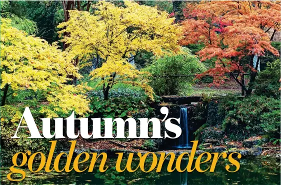  ??  ?? FIERY FOLIAGE: Colourful Japanese maple trees take pride of place at the 200-acre Exbury Gardens in the New Forest in Hampshire