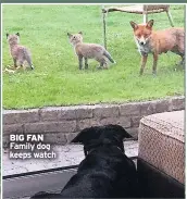  ??  ?? BIG FAN Family dog keeps watch