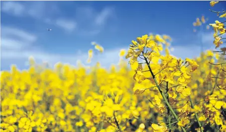  ?? Picture: Kris Miller. ?? Crops managed with glyphosate pre-harvest include oilseed rape. The product is also widely used to control weeds and to speed up the maturation process.