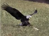  ??  ?? Bald eagles look down over a field. Area farmers leave chicken and other agricultur­al scraps for the raptors in some of the surroundin­g fields with birdwatche­rs and photograph­ers flocking to the area to view the birds.