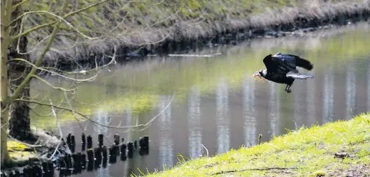  ?? BILD: Archiv ?? Saatkrähe im Anflug: Die Vögel sollen vom Krankenhau­s-Gelände in Sande ferngehalt­en werden.