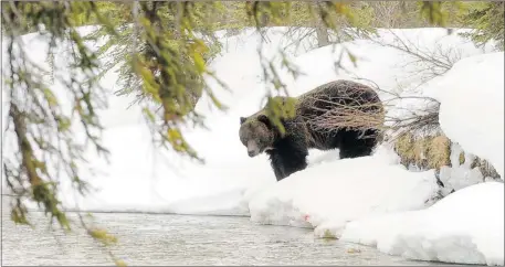  ?? Courtesy, Dan Rafla, Parks Canada ?? Grizzly bears are coming out of hibernatio­n after a long winter’s sleep. The sightings are expected to increase over the next few weeks.