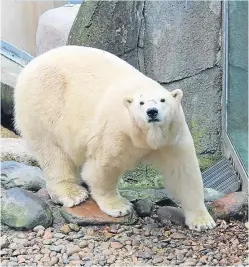  ?? Picture: PA. ?? Victoria has given birth to the cub at the park in Kincraig, near Kingussie.