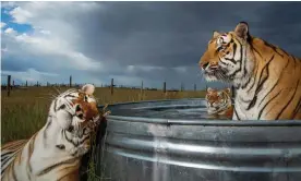  ??  ?? Three tigers at a sanctuary in Colorado after being rescued from the Tiger King’s park. Photograph: Steve Winter/2019