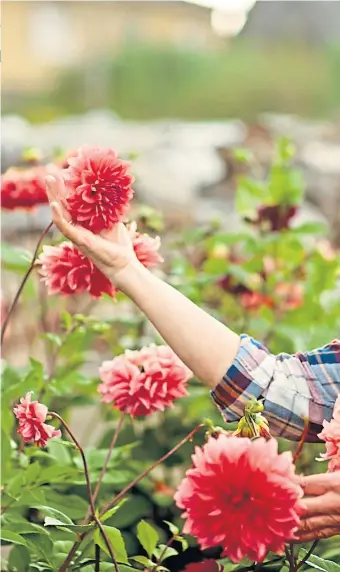  ??  ?? Dahlias, above, love the sun but must be treated with care while peonies, inset, are ready for picking and will make a brilliant focal point for any vase of flowers