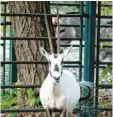  ?? ?? Bei uns kann man eine Weiße Oryx nur im Zoo sehen. Im Land Katar dagegen leben sie in freier Wildbahn.