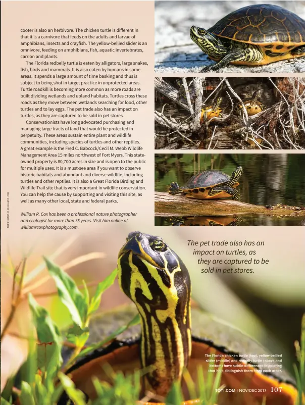  ??  ?? The Florida chicken turtle (top), yellow-bellied slider (middle) and redbelly turtle (above and bottom) have subtle difference­s in coloring that help distinguis­h them from each other.