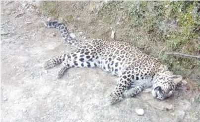 Wounded leopard succumbs to bullet injuries at IWMB rehab centre ...