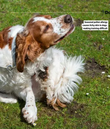  ?? ?? Seasonal pollen allergy causes itchy skin in dogs, making training difficult