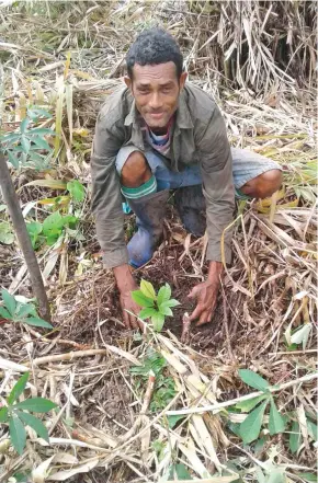  ?? Photo: Ministry of Forestry ?? A farmer planting at a Tabakau Farm in Vuna, Taveuni.