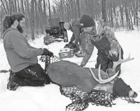  ??  ?? DNR technician­s Wes Ellarson, Matt Hunsaker and Dana Jarosinski, left to right, prepare to weigh a buck as part of a CWD Deer and Predator Study.