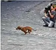  ??  ?? Dieser Dackel „spielt“den Filmhund Ka tovl. In dieser Szene wetzt er über eine Straße.