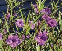  ?? Courtesy photo ?? To stop Mexican petunia’s spread, install a root barrier around the bed where you don’t want it or the bed where it’s growing.