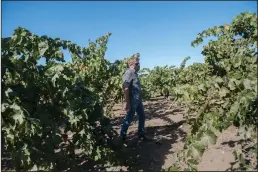  ?? BEA AHBECK/NEWS-SENTINEL ?? Owner and winemaker Greg Burns walks through his 8-acre vineyard of Carignan vines, planted in 1900 by Burns’ great-great-grandfathe­r Joseph Spenker at what is now Jessie’s Grove Winery & Vineyards in Lodi on Friday.