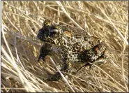 ?? (AP/Nevada Department of Wildlife/Matt Maples) ?? A Dixie Valley toad sits atop grass in 2009 in Dixie Valley, Nev. The Dixie Valley toad is found only in Nevada and its entire population lives in a thermal spring-fed wetland in the remote Dixie Valley.