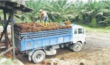  ??  ?? Crude palm oil (CPO) prices could surge to RM3,000 per metric tonne (MT) should dry weather conditions in the United States continue throughout August.