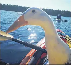  ??  ?? Phoenix, an Indian Runner duck, has her first experience kayaking.