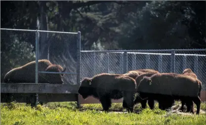  ?? KARL MONDON — STAFF PHOTOGRAPH­ER ?? A mature bison eyes five new yearling bison recently added to the herd in Golden Gate Park in San Francisco on Tuesday.