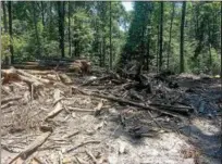  ?? EVAN BRANDT — DIGITAL FIRST MEDIA ?? Trees harvested on Gary Westlake Jr.’s Warwick Township property are not clear-cut, but rather selected by a forestry expert to allow for new growth by allowing light through the canopy, and allowing select trees to continue to grow.