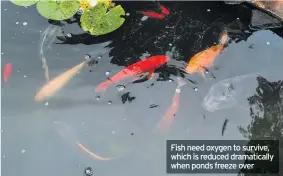  ??  ?? Fish need oxygen to survive, which is reduced dramatical­ly when ponds freeze over