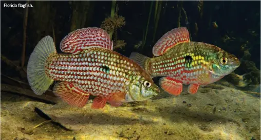  ??  ?? Florida flagfish.