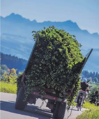  ?? ARCHIVFOTO: CARL-FRIEDRICH LAYER ?? Die geltenden Grenzwerte bei der Ernte gelten vielleicht später beim Verkauf nicht mehr.