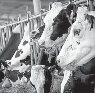  ?? Bloomberg News/DAVID PAUL MORRISS ?? Dairy cows eat in a feeding barn at Lafranchi Ranch in Nicasio, Calif., earlier this month.