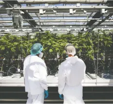  ?? COLE BURSTON/BLOOMBERG FILES ?? Employees inspect cannabis plants at the CannTrust facility in Pelham, Ont., last year. Health Canada cancelled CannTrust’s licence to produce and sell cannabis in September.