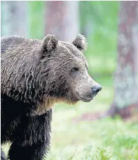  ??  ?? Brown bear by Photograph­er and Tour Leader, Jari Peltomaki, Director of Finnature in Finland, and his website at www.finnature.com