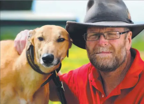  ?? Photo: MITCH BEAR ?? HARD TO CATCH: Greyhound Lektra Ottens vanished for 10 days after he and trainer George Dailly were involved in a car crash at Nhill.