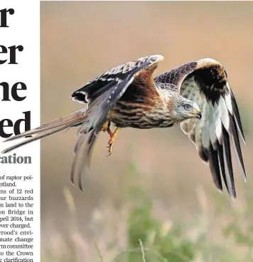 ??  ?? ANGERED: An inquiry after 12 red kites were found dead was dropped last month