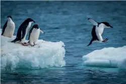  ??  ?? Above: Adélie penguins