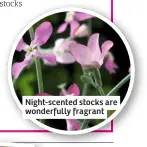  ??  ?? Night-scented stocks are wonderfull­y fragrant