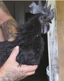  ??  ?? Although all black, including comb andwattle (left), Ayam Cemani tolerate heat well, as they originated in the warm climate of Indonesia.