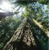  ?? RICK BOWMER/THE ASSOCIATED PRESS ?? Conifer trees bloom almost every year.