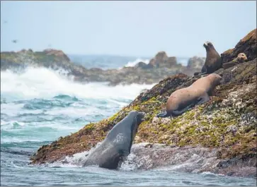  ?? Josh Edelson For The Times ?? FARALLON ISLANDS, about 30 miles off the coast of San Francisco, is home to protected wildlife species like the sea lion and the rare ashy storm-petrel. It’s also overrun with house mice that threaten the ecosystem.