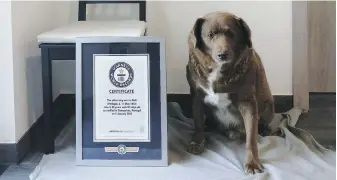  ?? GUINNESS WORLD RECORDS VIA AP ?? Bobi is the world’s oldest dog at 31. Bobi’s owner says a party was held Saturday for the purebred Rafeiro do Alentejo, a breed of Portuguese dog.