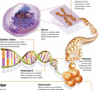  ??  ?? Dobble tråder
DNA har to komplement­ære tråder - den ene brukes som mal for å lage den andre, slik at de blir helt like.
Kjerne
Kjernen er omgitt av doble vegger og inneholder den genetiske informasjo­nen i cellen.
Nukleotide­r
DNA er en polymer som...