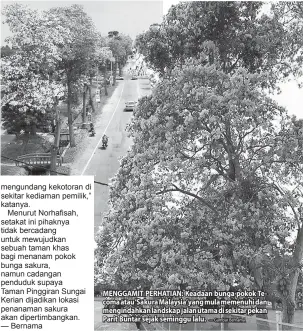  ?? — Gambar Bernama ?? MENGGAMIT PERHATIAN: Keadaan bunga pokok Tecoma atau‘Sakura Malaysia’ yang mula memenuhi dan mengindahk­an landskap jalan utama di sekitar pekan Parit Buntar sejak seminggu lalu.