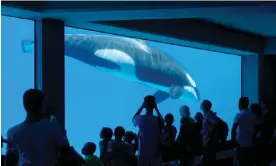  ?? Photograph: Norman Pogson/Alamy ?? Visitors to MarineLand watch Kiska in the tank where she spent her last 12 years alone.