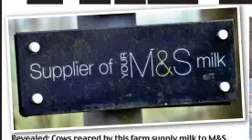  ??  ?? Revealed: Cows reared by this farm supply milk to M&amp;S